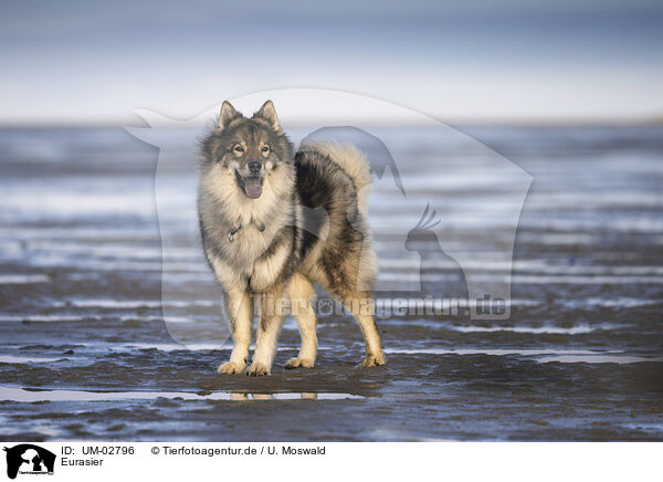 Eurasier / Eurasier / UM-02796