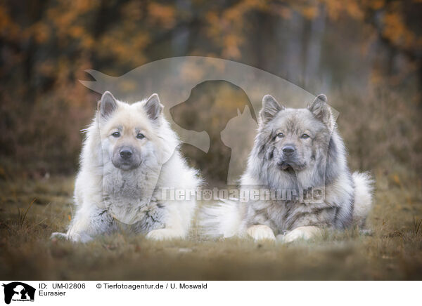 Eurasier / Eurasier / UM-02806