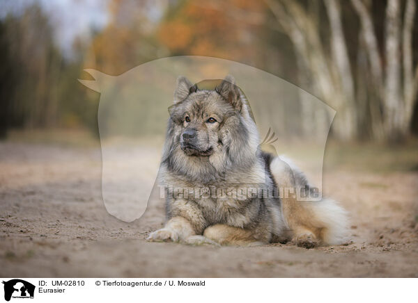 Eurasier / Eurasier / UM-02810
