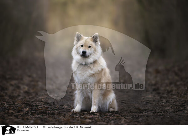 Eurasier / Eurasier / UM-02821