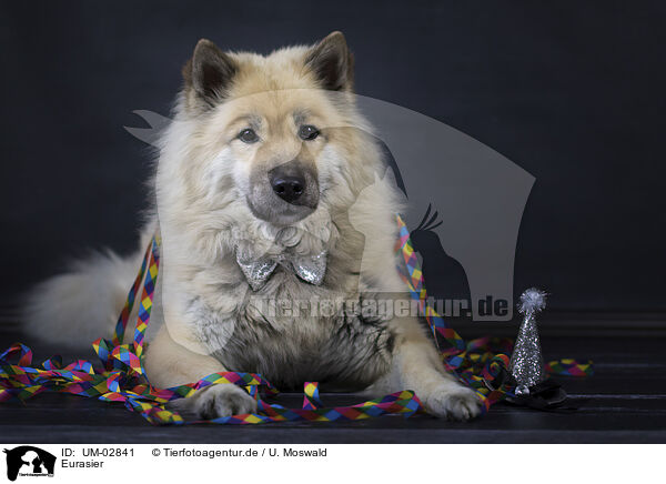 Eurasier / UM-02841
