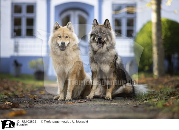 Eurasier / UM-02852