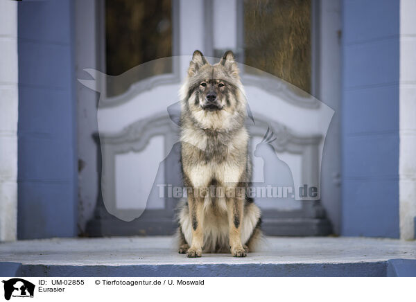 Eurasier / Eurasier / UM-02855