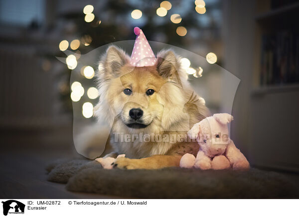 Eurasier / Eurasier / UM-02872