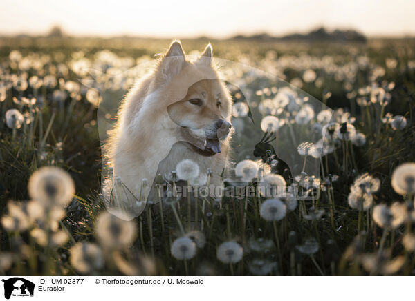 Eurasier / Eurasier / UM-02877