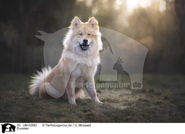 Eurasier / Eurasier / UM-02881
