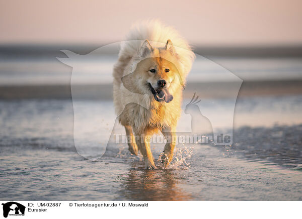 Eurasier / UM-02887