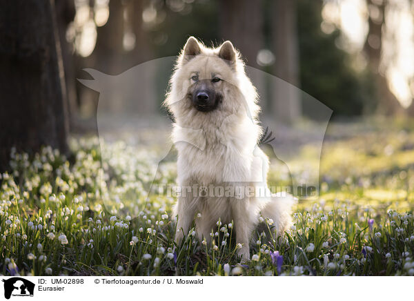 Eurasier / Eurasier / UM-02898
