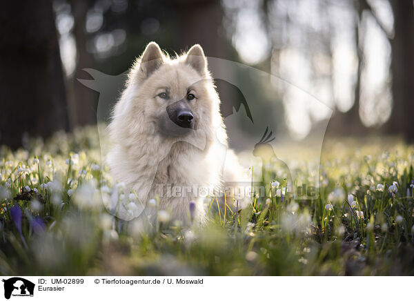 Eurasier / Eurasier / UM-02899