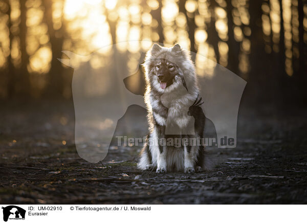 Eurasier / Eurasier / UM-02910