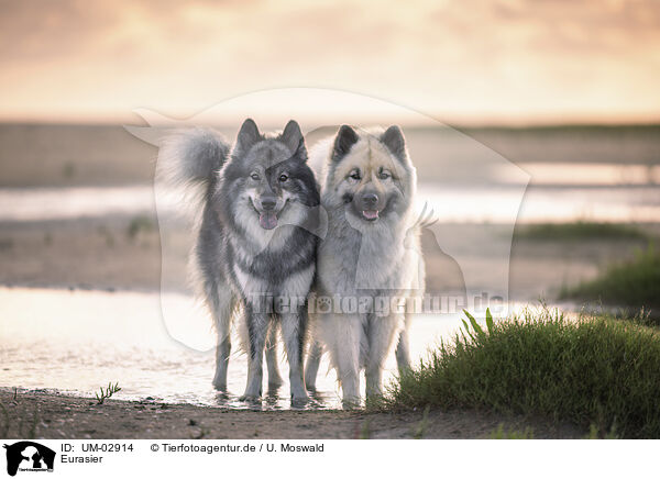 Eurasier / Eurasier / UM-02914