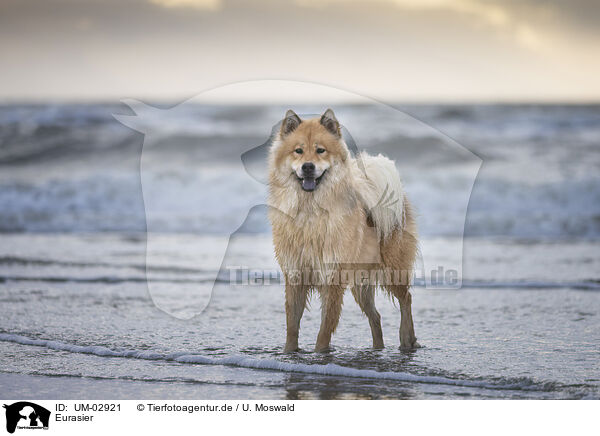 Eurasier / Eurasier / UM-02921