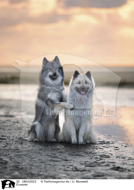 Eurasier / Eurasier / UM-02923