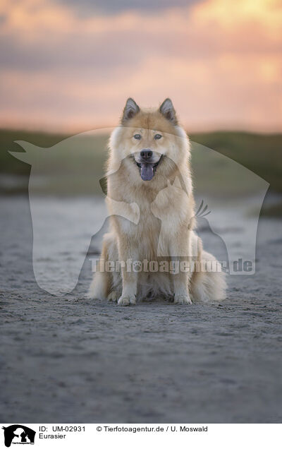 Eurasier / Eurasier / UM-02931