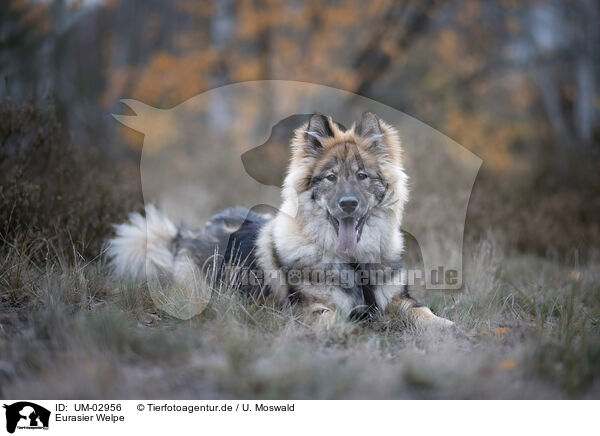 Eurasier Welpe / Eurasier puppy / UM-02956