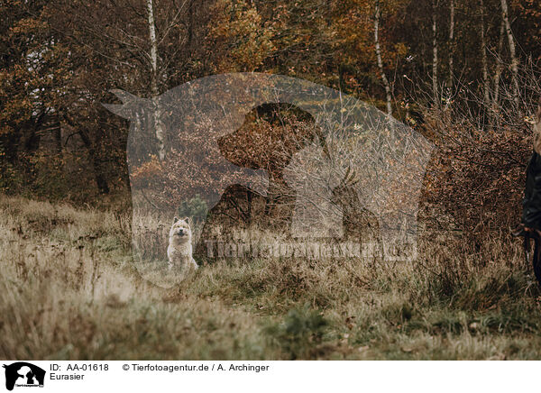 Eurasier / Eurasian / AA-01618