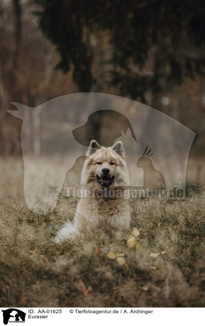 Eurasier / Eurasian / AA-01625