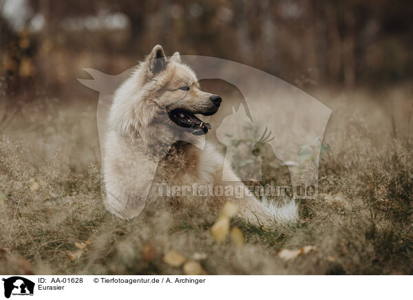 Eurasier / Eurasian / AA-01628