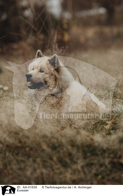 Eurasier / Eurasian / AA-01630