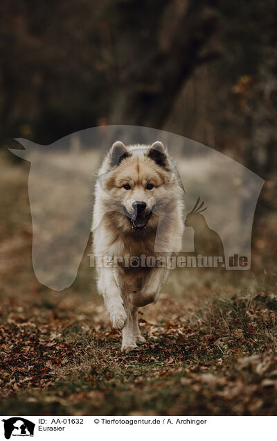 Eurasier / AA-01632