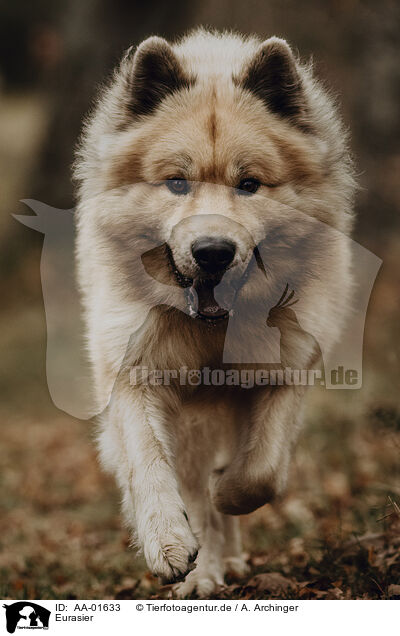 Eurasier / Eurasian / AA-01633