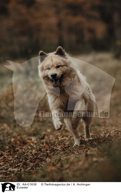Eurasier / AA-01636
