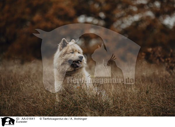 Eurasier / Eurasian / AA-01641