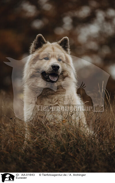 Eurasier / Eurasian / AA-01643