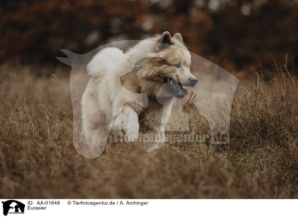 Eurasier / Eurasian / AA-01648