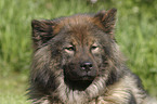 Eurasier Portrait