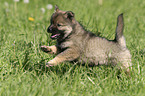 rennender Eurasier Welpe