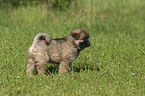 stehender Eurasier Welpe