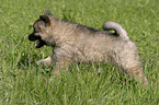 rennender Eurasier Welpe