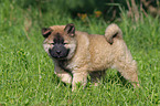 Eurasier Welpe in Bewegung