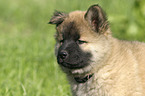 Eurasier Welpe