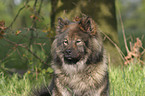 Eurasier Portrait