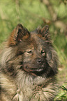 Eurasier Portrait