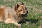 Eurasier