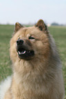 Eurasier