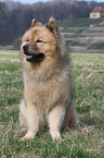 Eurasier