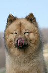 Eurasier