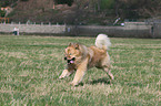 Eurasier