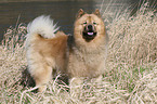 Eurasier