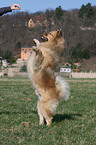 Eurasier