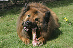 Eurasier