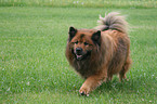 Eurasier auf Wiese