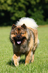 Eurasier Rde