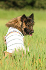 Eurasier mit T-Shirt