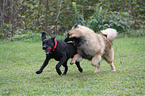 spielende Hunde