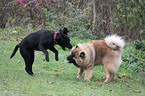 spielende Hunde